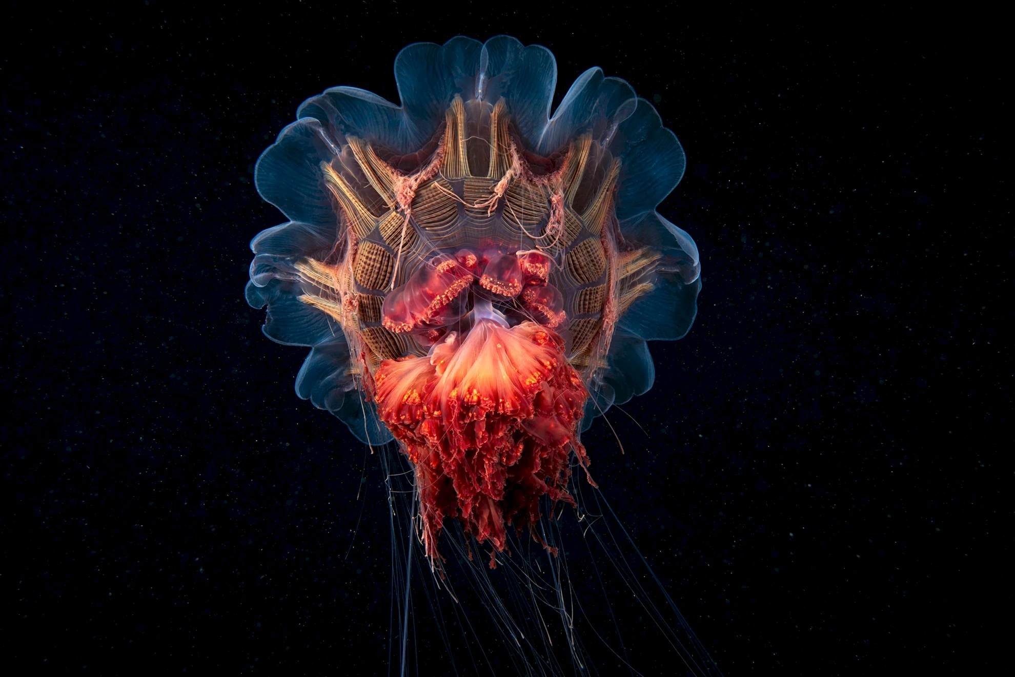 Deepstaria